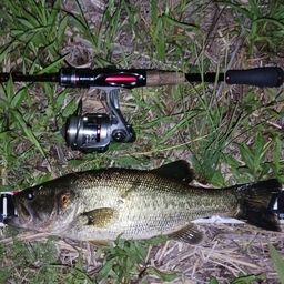 ラージマウスバス