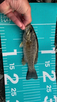 スモールマウスバスの釣果