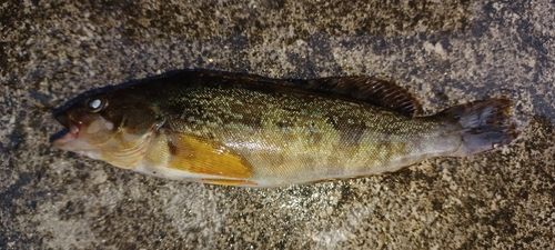 アイナメの釣果