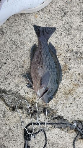 クロメジナの釣果