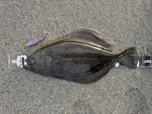 ヒラメの釣果