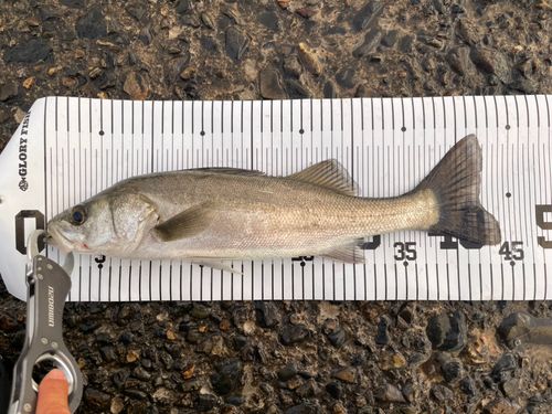 セイゴ（マルスズキ）の釣果