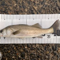 セイゴ（マルスズキ）