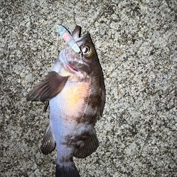メバル