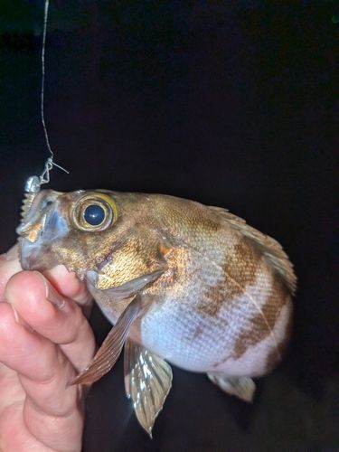 メバルの釣果