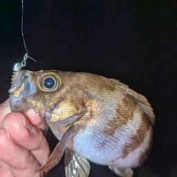 メバル