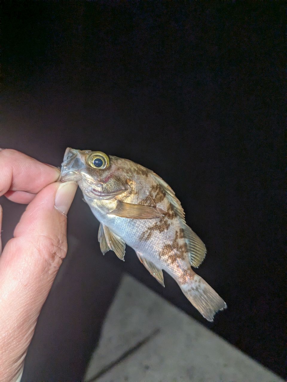 メバル