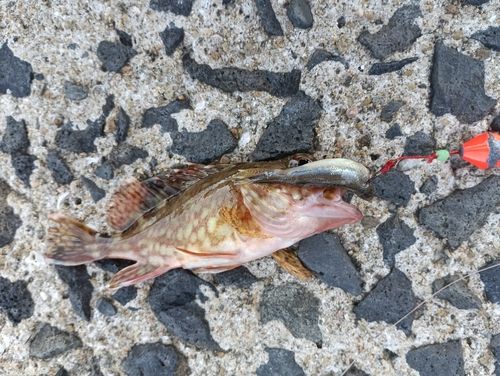 カサゴの釣果