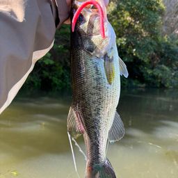 ラージマウスバス