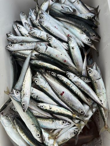サバの釣果