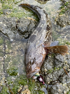 アイナメの釣果