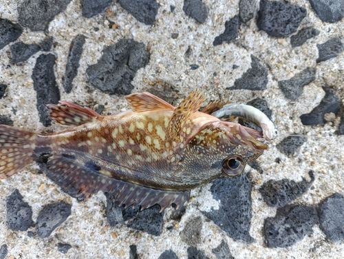 カサゴの釣果