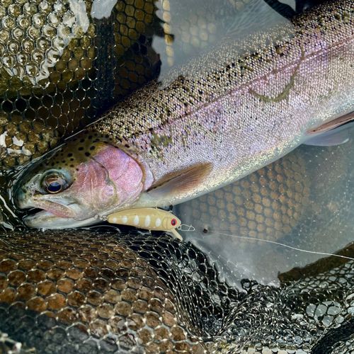 ニジマスの釣果