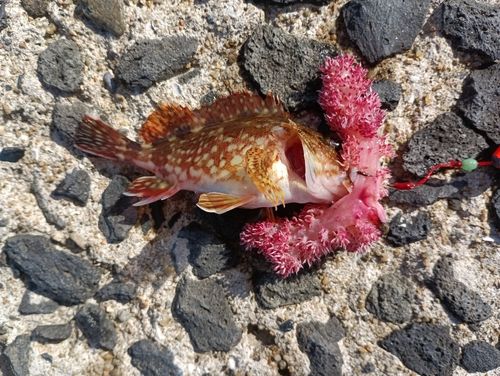 カサゴの釣果