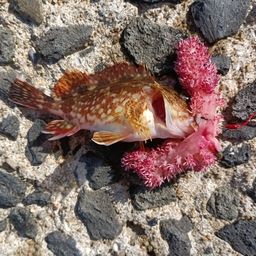 カサゴ