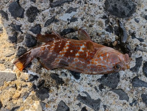 キジハタの釣果