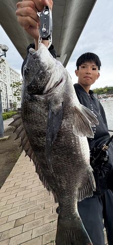 チヌの釣果