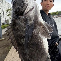 チヌ