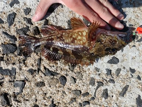 カサゴの釣果