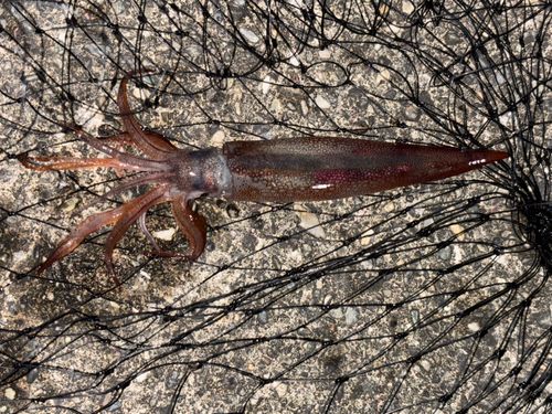 スルメイカの釣果