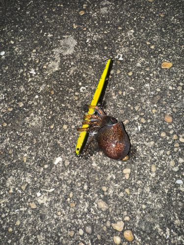 イカの釣果