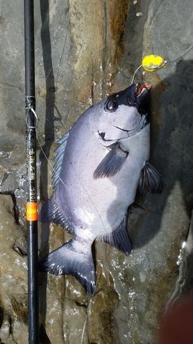 イシダイの釣果