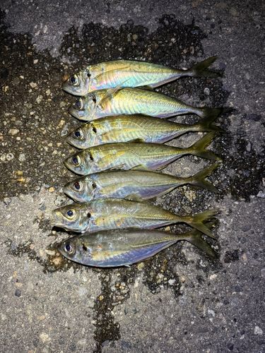 アジの釣果