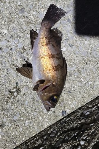 メバルの釣果