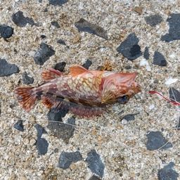 カサゴ