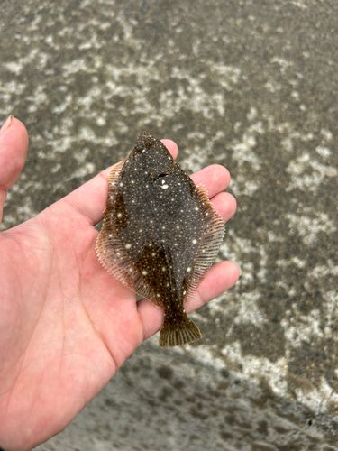 カレイの釣果