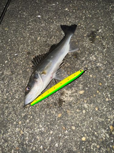 セイゴ（ヒラスズキ）の釣果