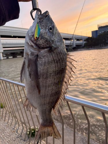 チヌの釣果