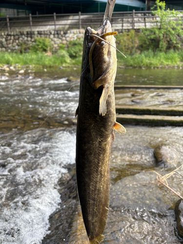 ナマズの釣果