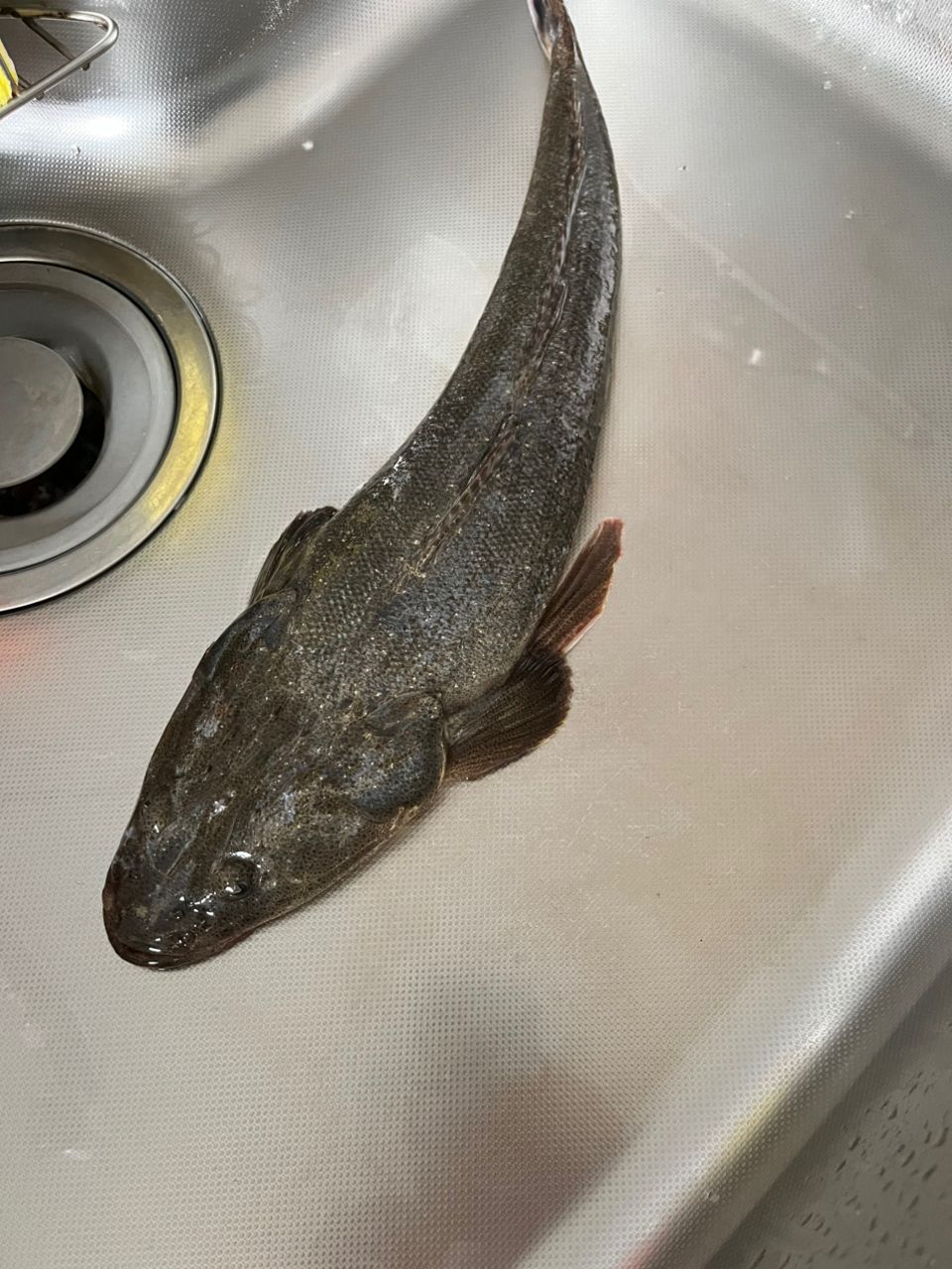 マゴチ