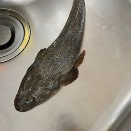 マゴチ