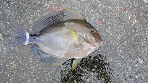 クロハギの釣果