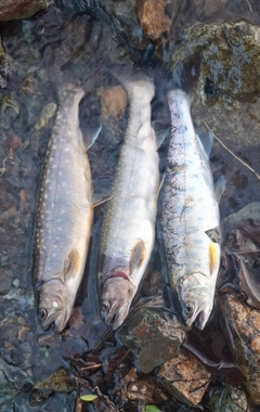 イワナの釣果