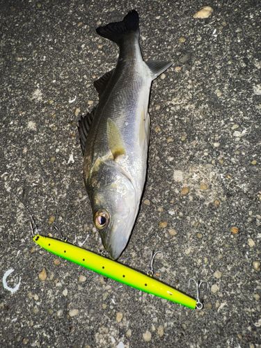 セイゴ（ヒラスズキ）の釣果