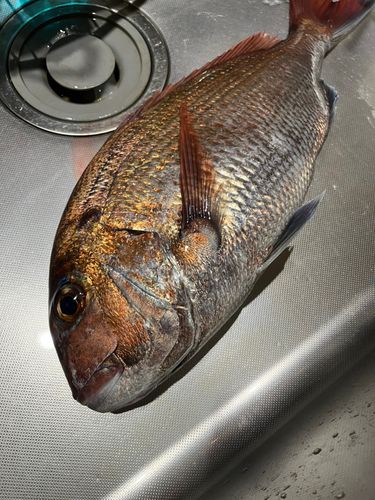 マダイの釣果