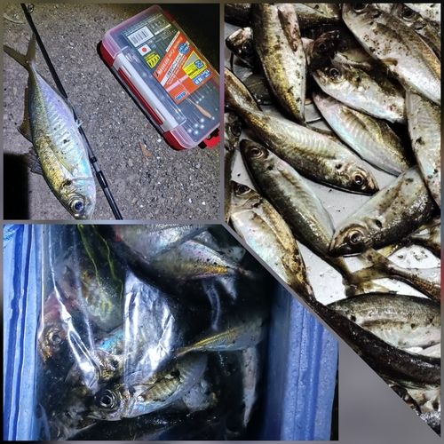 マアジの釣果