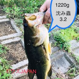 ブラックバス