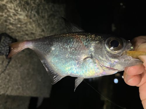 ミナミハタンポの釣果