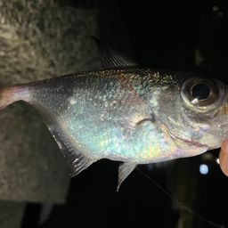 ミナミハタンポ