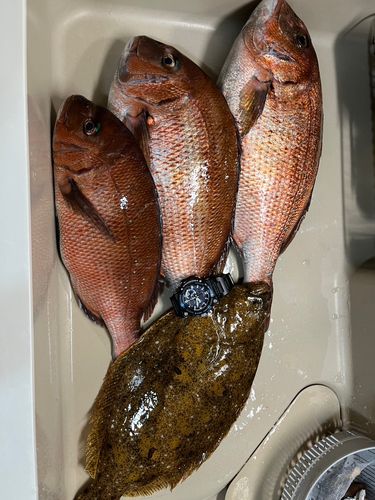 マダイの釣果
