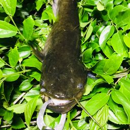マナマズ