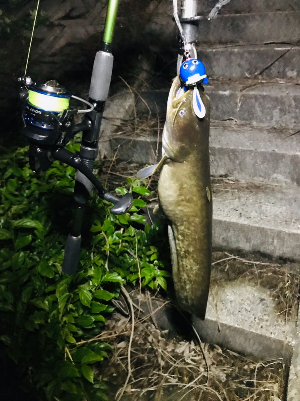 マナマズ