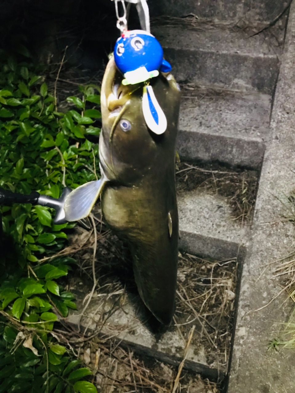 マナマズ