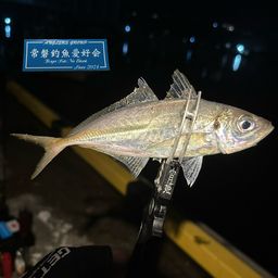 アジ