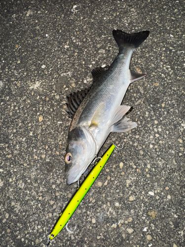 セイゴ（ヒラスズキ）の釣果