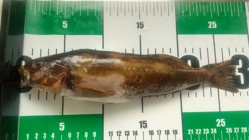 アイナメの釣果